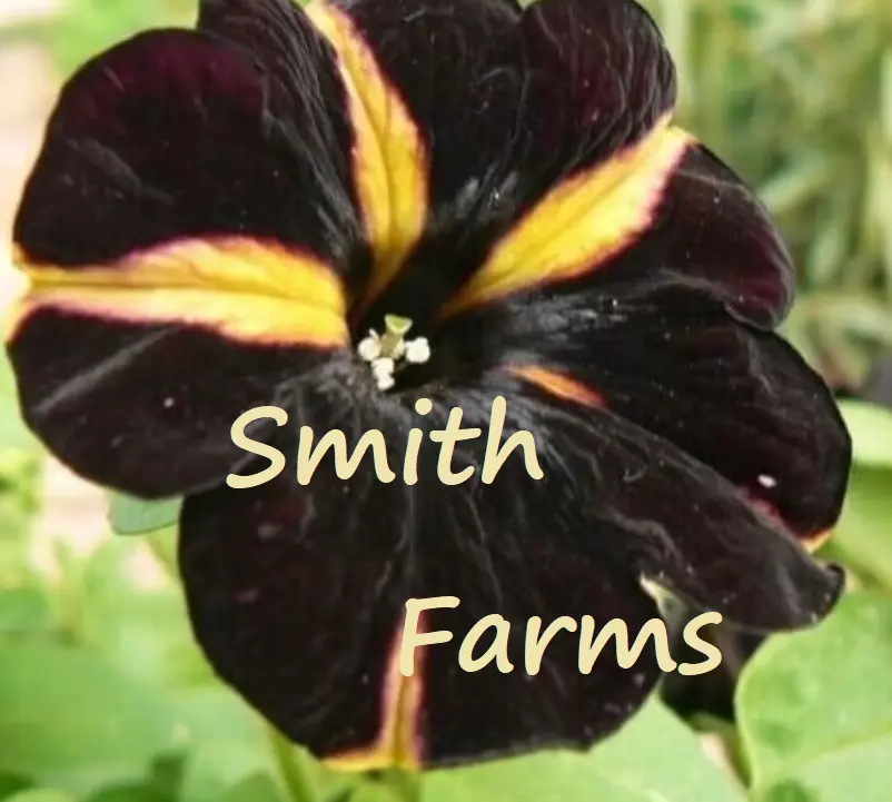 50 Seeds Black Yellow Petunia Flowers Floral Blooms Garden Fresh USA Fas... - £13.11 GBP