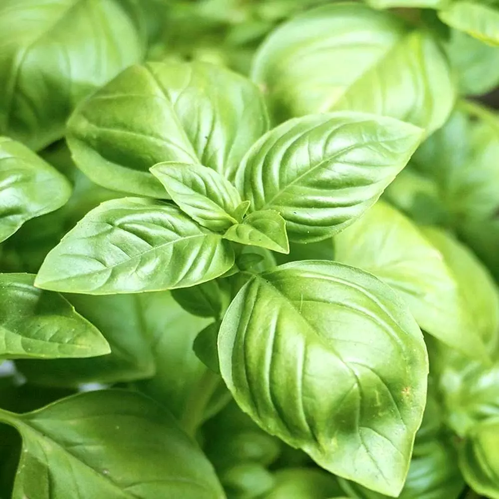 2000+ Basil Seeds Spring Large Leaf Herb Heirloom Garden Mosquito Repellent - $5.26