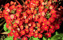 100 Crimson Fairy Primrose Red Primula Malacoides Shade Houseplant Flower Seeds  - $15.00