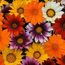 30 Seeds Gazania New Day Mix Flower Seeds / Drought-Tolerant Ground Cover / Pere - £11.61 GBP