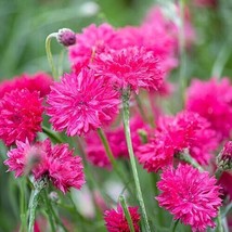 Grow In US 50 Red Box Bachelor&#39;s Button Seeds Annual Seed Flower Flowers Garden - £8.18 GBP