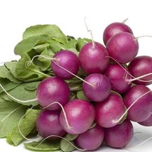 USA Seller Fresh Purple Plum Radish Seeds One Gram Grownharvested In Gor... - £11.38 GBP