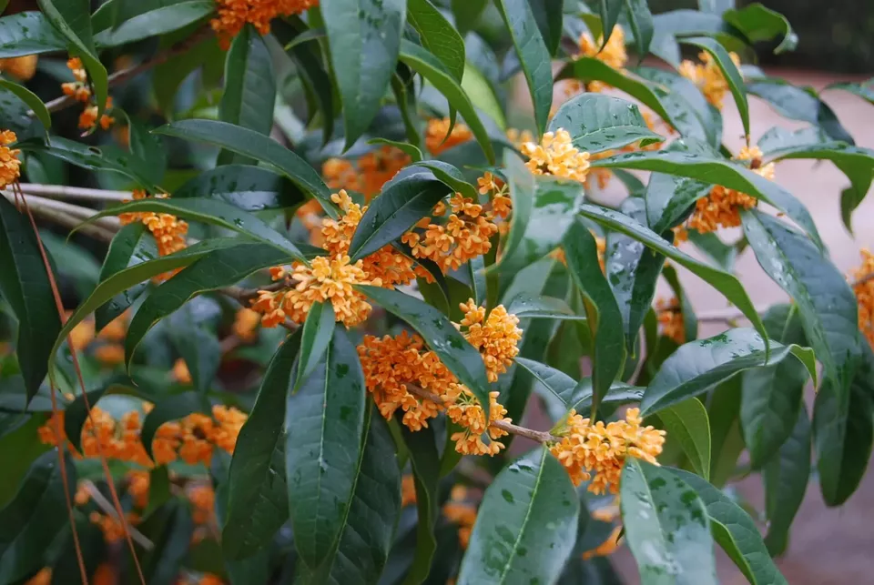 1 Live Starter Plant APRICOT ECHO Fragrant Tea Sweet Olive Flower for Ga... - $760.27 MXN