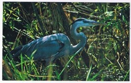 Florida Postcard Great Blue Heron Everglades National Park - $2.96