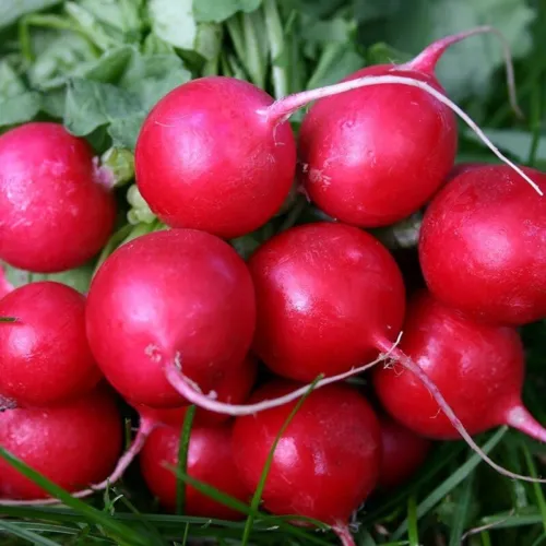 Cherry Belle Radish Seeds 125+ Seeds Non-Gmo Fast Harvest - £5.36 GBP