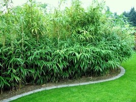 7 Fresh Root Clippings - Green Arrow Japanese Running Bamboo - Organic - £35.09 GBP