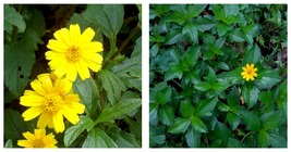 10 Creeping Daisy Wedelia Trilobata Live Cuttings Sphagneticola Trilobata - £27.96 GBP