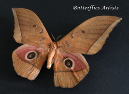Lobobunaea Acetes Black Eyes Huge African Silk Moth Framed Entomology Sh... - £74.72 GBP