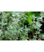 Fragrant Common Thyme Seeds – 300+ for Culinary &amp; Garden Delight - $11.75