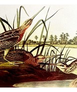 Wilson&#39;s Snipe Bird 1950 Lithograph Art Print Audubon Nature 1st Edition... - €26,14 EUR