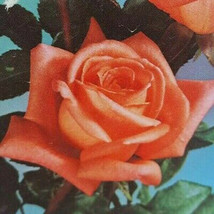 Shreveport Hybrid Tea Rose 1 Gal. Orange Live Bush Plants Shrub Plant Fi... - $48.45