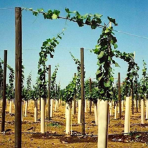 Grow Tubes For Vines Vineyards Orchard Plantra Jump Start - $173.63+