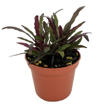 2.5&quot; Pot Dragon&#39;s Tongue Plant - Hemigraphis - Terrarium/FairyGarden/Houseplant - $47.99