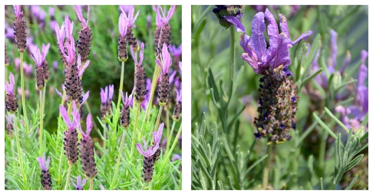 Primary image for 3 Lavender Laveanna Violet Lavandula Angustifolia Starter Plant Plug Garden