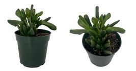 Ogre&#39;s Ear - Horntree Jade Plant -Great Houseplant - 4&quot; Pot - £30.53 GBP