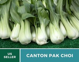 200 Seeds Pak Choi (Bok Choy) Canton Seed Brassica rapa Heirloom Vegetable - £15.47 GBP