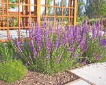 200 Seeds Rocky Mountain Penstemon Seeds Native Wildflower Drought Heat ... - $8.99