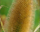 75 Fullers Teasel Indian Teasel Dipsacus Sativus White Flower Seeds New ... - $16.00