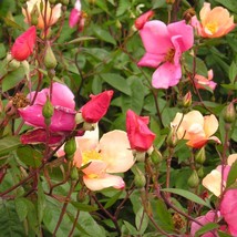 25 Mixed Colors Angel Wings Miniature Rose Bush Mix Rosa Chinensis Flower Seeds  - £12.21 GBP