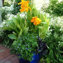 212 Seeds Canna Bonsai DIY Potted Plants - $348.71 MXN