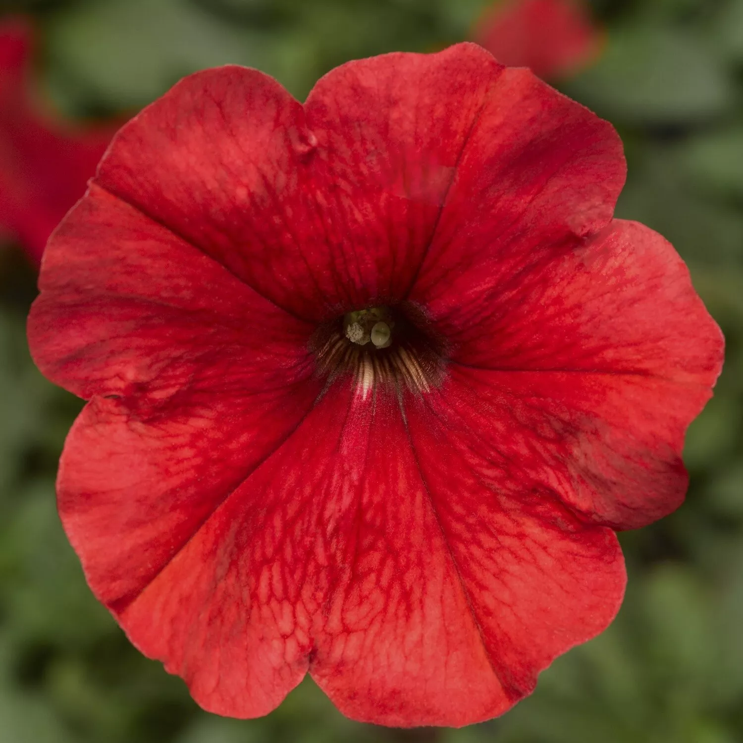 Petunia Seeds Damask Red 50 Pelleted Petunia Seeds - $12.77