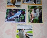 Bird Greeting Note Card Lot Of 5 Hand Crafted Custom 5.5 X 4.5 Blank Ins... - £15.72 GBP