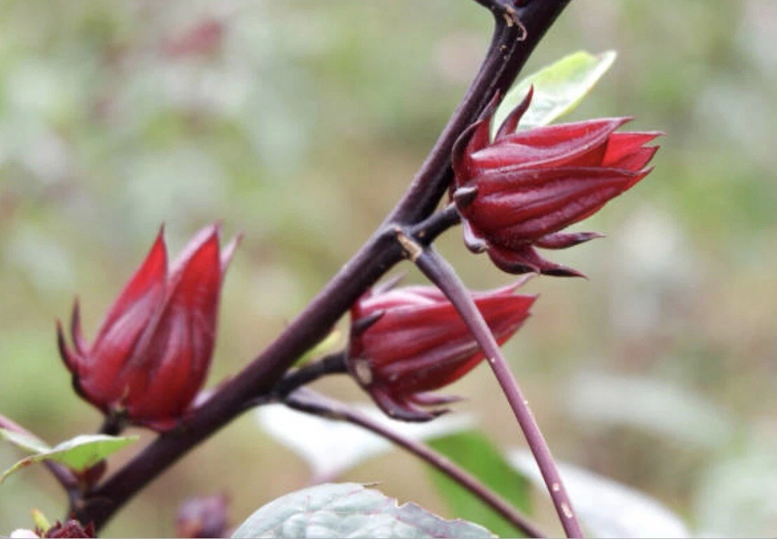 50+ SEEDS Hibiscus Sabdariffa | Roselle Seeds | Asian Sour Leaf | NON-GMO - €13,20 EUR