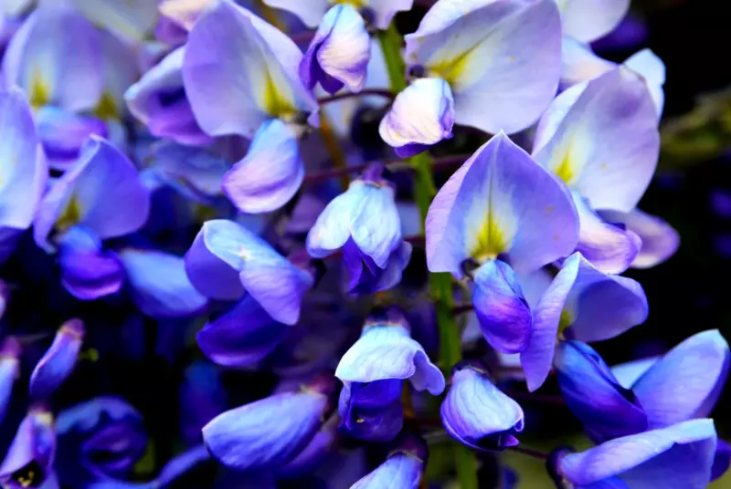 5 Seeds Blue Chinese Wisteria Sinensis Ornamental Vine Blue Violet Purple Flower - $14.57
