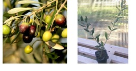 Olive Tree - &#39;Mission&#39; - Olea Europaea - live plant - £28.05 GBP