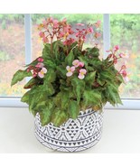 15 Seeds Begonia Mini Me Flowers Fast US Shipping - €8,31 EUR