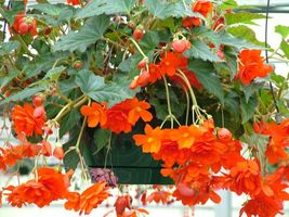 45 Begonia Seeds Illumination Orange Pelleted Seeds flower seeds -Outdoor Living - £44.82 GBP