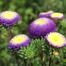 Aster Pompon Blue Aster Seeds Organic Fresh Garden Seeds - £5.74 GBP