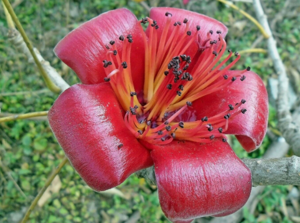 10 Pc Seeds Bombax Ceiba Flower, Red Silk Cotton Tree Seeds for Planting RK Other Plants