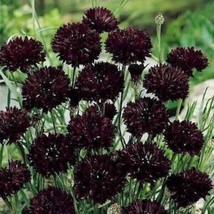 50 Seeds Double Black Bachelor&#39;s Button Heirloom Seeds Quick Setup Garden Ready - £6.51 GBP