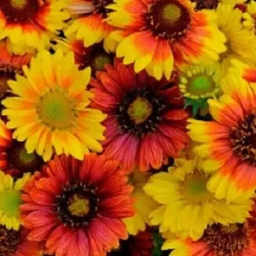THJAR Gaillardia grandiflora, 'Mesa mix', 10 seeds - $4.40