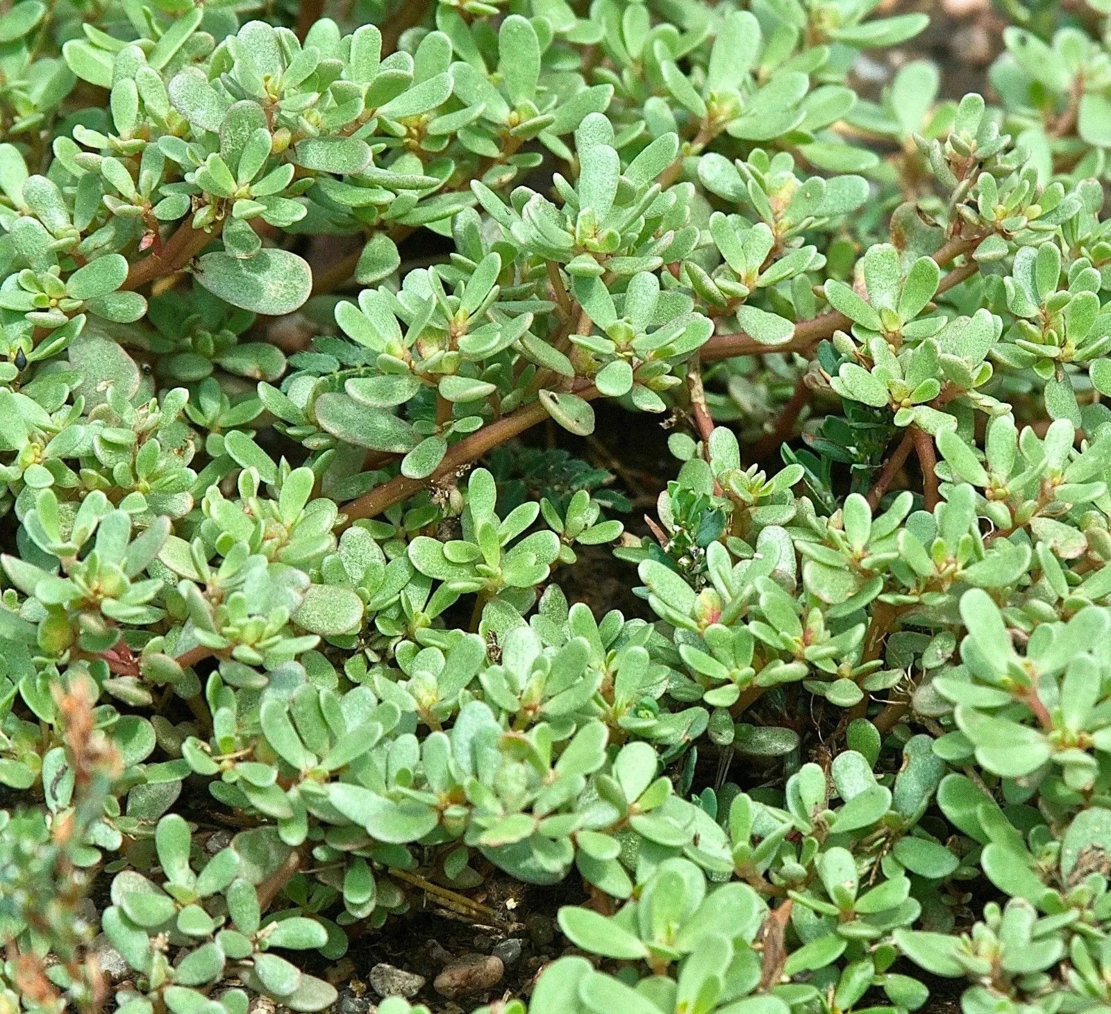 BPASTORE 600 Seeds Green Purslane Open Pollinated Heirloom - £7.08 GBP