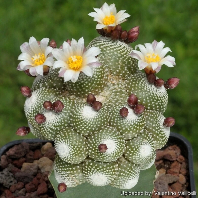 Blossfeldia liliputana var Alba succulent cactus SEEDS~exotic and rare - $13.74