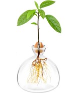 Grow Avocado Trees At Home Avocado Tree Growing Kit Glass Vases Avocado ... - £27.01 GBP