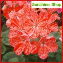 New Fresh Geranium Avenida Pink Orange Flowers 10Pcs Pelargonium Single Petals B - £8.50 GBP