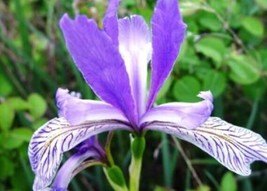 SKMO Wild Blue Iris Flower Seeds  25 SKMO Seeds - £1.48 GBP