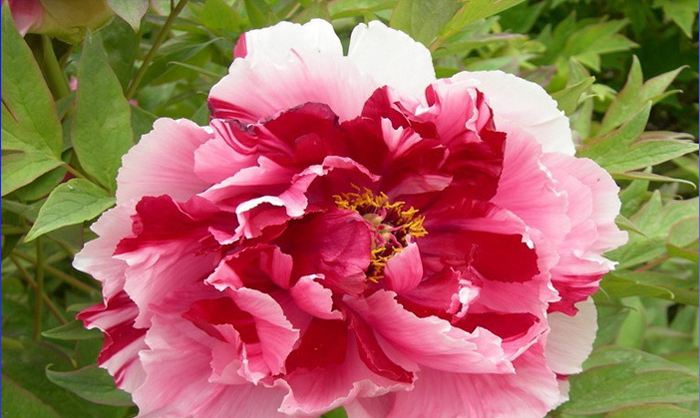 1 Professional Pack, Multicolor Japanese Tree Peony Flower, 5 Seeds