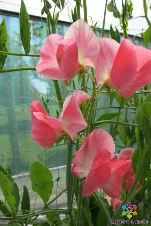 New Fresh 50 June Sweet Pea Seeds Planting - £8.24 GBP