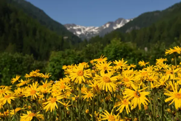 Top Seller 15 Mountain Arnica Montana Wolfs Bane Yellow Flower Herb Seeds - £11.46 GBP