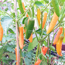 Chilli Bulgarian Carrot Pepper Green Orange Vegetable Seeds 30 seeds a thick fle - £6.01 GBP