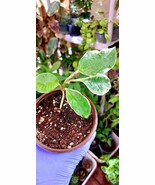Hoya Tricolor Carnosa Krimson Queen Live Houseplant with 4 inch, Sold as... - $218.76 MXN