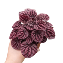 Peperomia &#39;Ripple Red&#39;-4&quot; Pot - $32.49