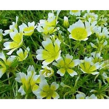 Grow In US Poached Egg Plant Limmanthus Douglasii Meadow Foam 130 Seeds  - £5.64 GBP