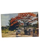 Postcard Carromata Passing Under Beautiful Flame Tree Manila Phillippine... - £14.07 GBP