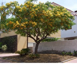 Tipuana Tree - 10 Seeds - Rosewood, Tipa, Pride of Bolivia, Yellow Jacar... - $6.99