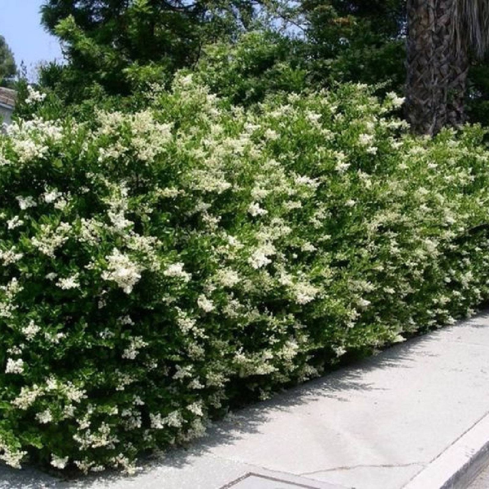 Glossy Privet Ligustrum Lucidum Prized Landscaping Versatile Bonsai 10 Pre-Strat